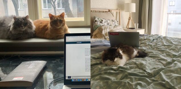 Proekspert remote work diary. Cats